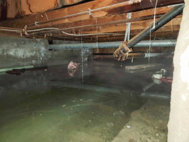 Best Water damage cleanup near me  in Verandah, FL